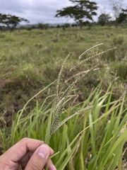 Paspalum millegranum