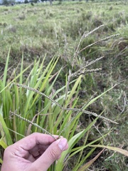 Paspalum millegranum