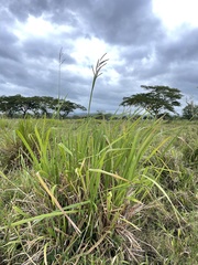 Paspalum millegranum