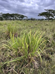 Paspalum millegranum