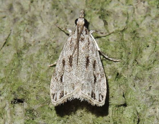 Striped Eudonia Moth in June 2021 by privatenoaccess · iNaturalist