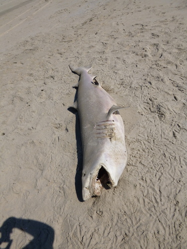 Sand Tiger Shark (Carcharias taurus), a species recorded in Delaware