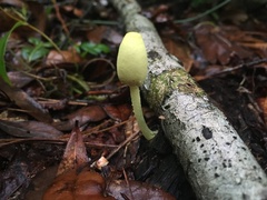 Leucocoprinus birnbaumii image
