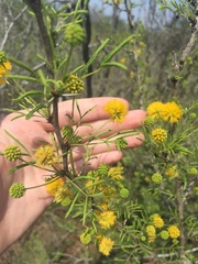 Vachellia schaffneri bravoensis