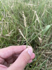 Urochloa dictyoneura