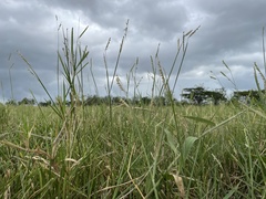Urochloa dictyoneura