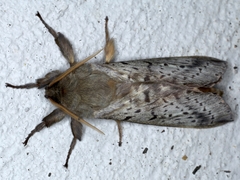 Oxycanus silvanus