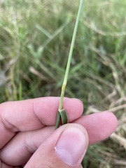 Urochloa dictyoneura