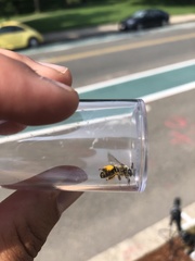 Melissodes subillatus