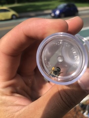 Melissodes subillatus