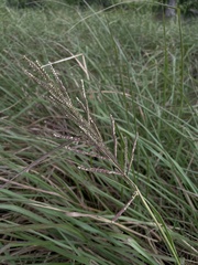 Paspalum millegranum