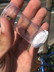 Melissodes subillatus