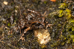 Eupsophus emiliopugini