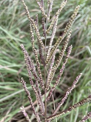 Paspalum millegranum