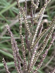 Paspalum millegranum