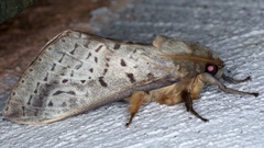 Oxycanus silvanus