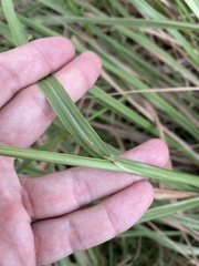 Paspalum millegranum