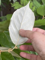 Pterospermum heterophyllum