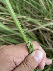 Paspalum millegranum