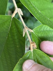 Pterospermum heterophyllum