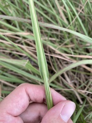 Paspalum millegranum