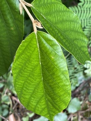 Pterospermum heterophyllum