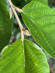 Pterospermum heterophyllum