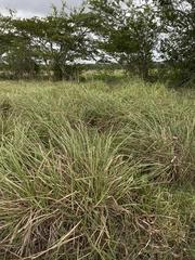 Paspalum millegranum