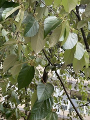 Pterospermum heterophyllum