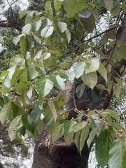 Pterospermum heterophyllum