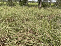Paspalum millegranum