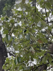 Pterospermum heterophyllum