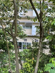 Pterospermum heterophyllum