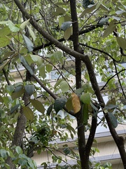 Pterospermum heterophyllum