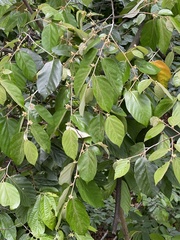 Pterospermum heterophyllum