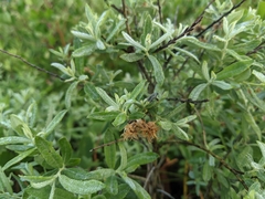 Salix humilis tristis