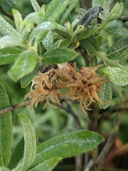 Salix humilis tristis