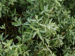 Salix humilis tristis