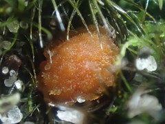 Octospora tuberculata