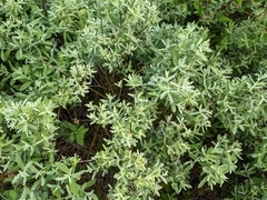 Salix humilis tristis