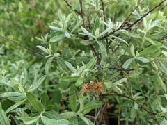 Salix humilis tristis