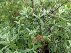 Salix humilis tristis