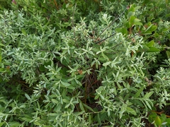 Salix humilis tristis