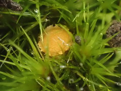 Octospora tuberculata