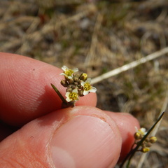 Draba borealis