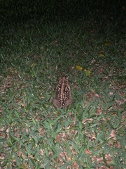 Rhinella marina