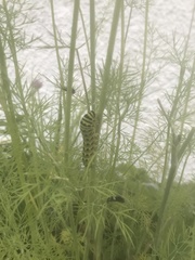 Papilio polyxenes
