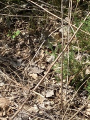 Leucorrhinia intacta