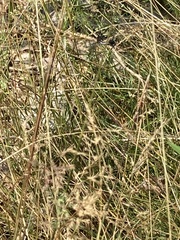 Leucorrhinia intacta