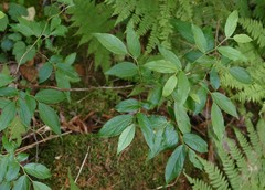 Vaccinium erythrocarpum